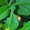 Case bearing leaf beetle