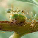 Acacia Horned Treehopper