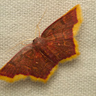 Geometer Moth