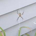 Black and yellow argiope spider