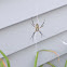 Black and yellow argiope spider