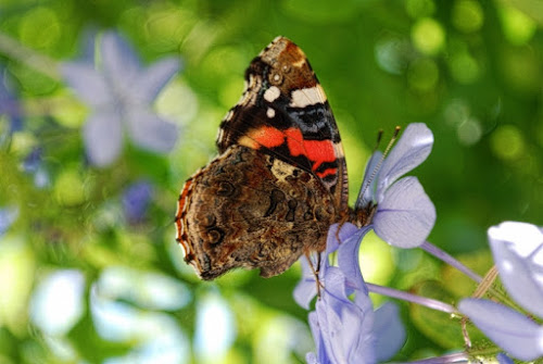 Butterfly di Zerosedici