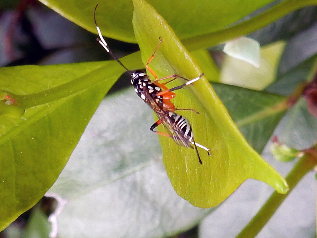 Banded Pupa Parasite Wasp