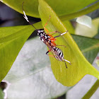 Banded Pupa Parasite Wasp