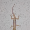 Asian house gecko