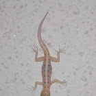 Asian house gecko