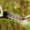 Erebid caterpillar