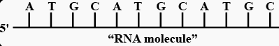 Transcription: Synthesis of RNA