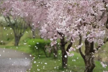 桜のように散る恋は…