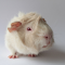 Item logo image for White Mouse