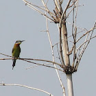 Blue-tailed Bee Eater