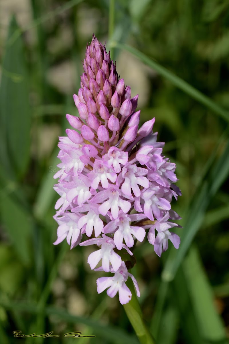 pyramidal orchid