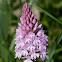 pyramidal orchid