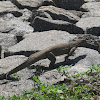 Bengal Monitor