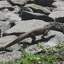 Bengal Monitor