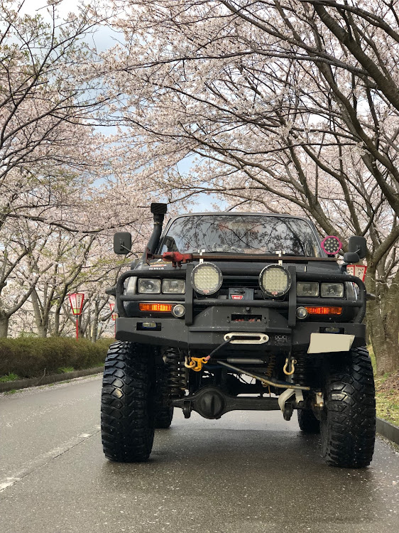 ランドクルーザー80の桜と愛車・花見・桜・ランクル80・桜とコラボに関するカスタム事例の投稿画像1枚目