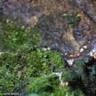 Fire Salamander