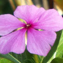 Madagascar Periwinkle