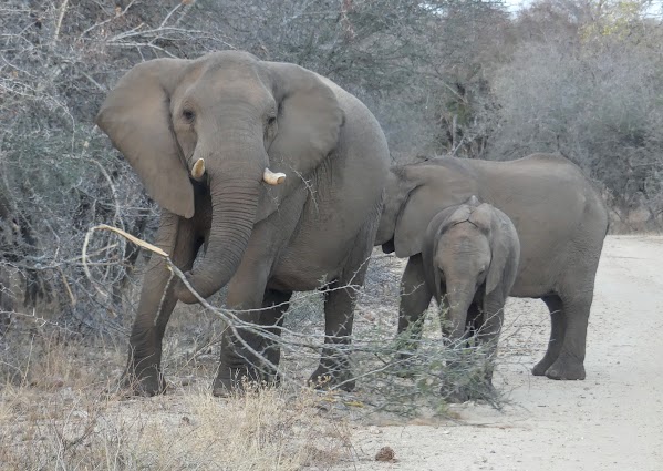 SUDÁFRICA, DOS SEMANAS POR EL KRUGER Y LA COSTA SUR - Blogs de Sudáfrica - KRUGER DÍA 3: DE LOWER SABIE A SKUKUZA (10)