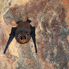 Lesser sheath-tailed bat