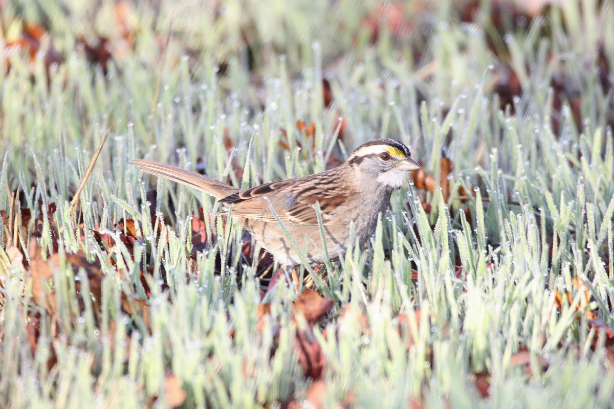 White-throated Sparrow