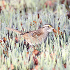 White-throated Sparrow