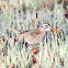 White-throated Sparrow