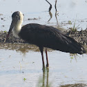 Woolly-necked Stork