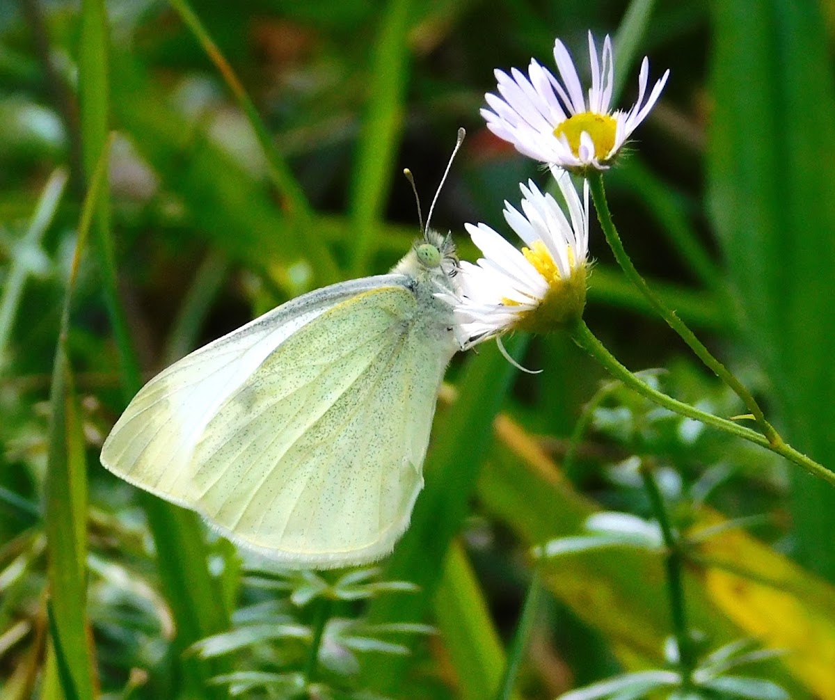 Cabbage White