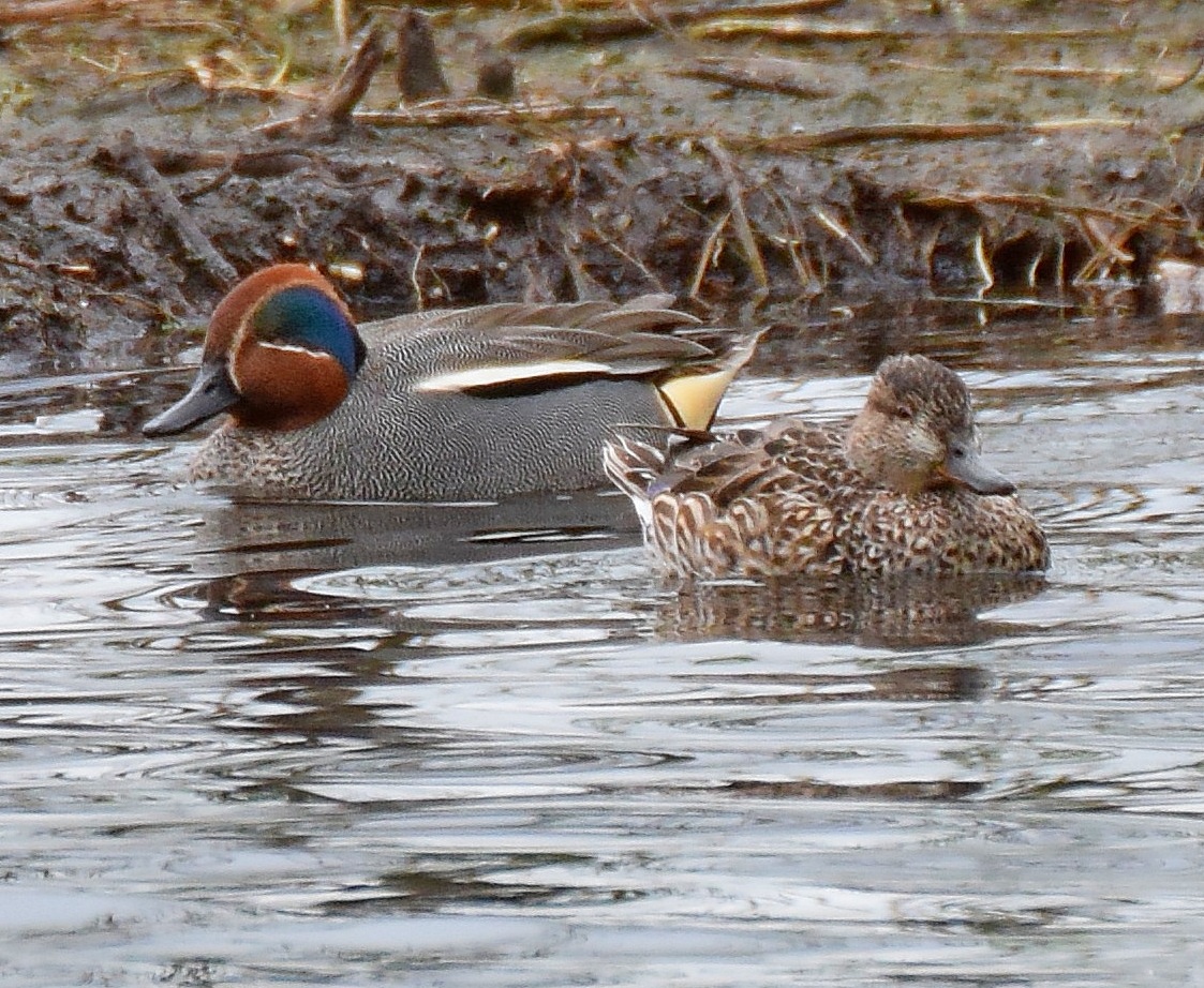 Common Teal