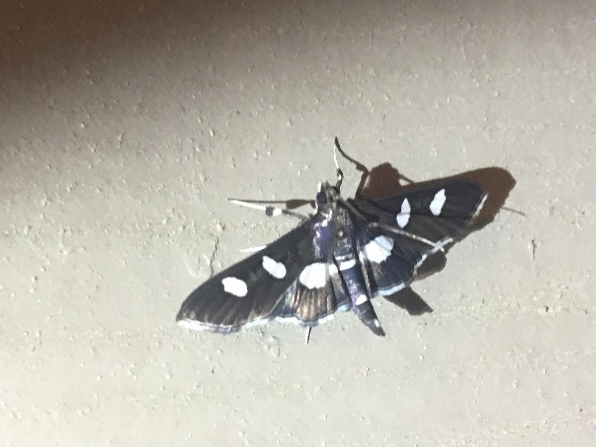 Grape Leaffolder Moth