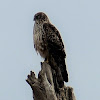 Cooper's Hawk (juvenile)