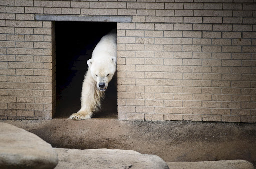 Polar Bear, Wang, at the Johannesburg Zoo.