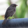 Brown-rumped Seedeater