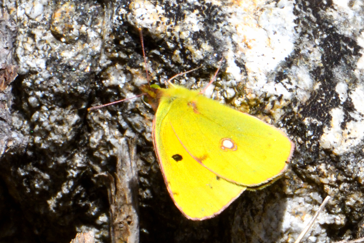 Clouded Yellow; Amarilla