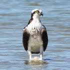 Osprey