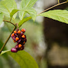 Wild fruits