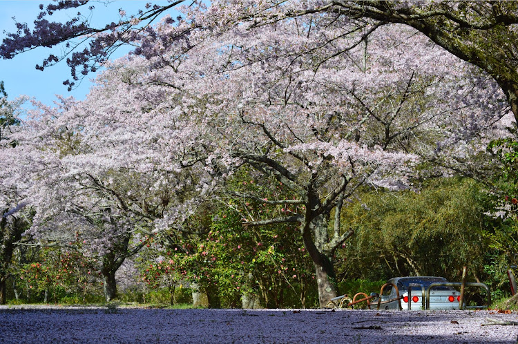 スカイライン GT-Rの桜並木と愛車・さくら満開・さくらとコラボ・サクラと愛車・さくらのじゅうたんに関するカスタム事例の投稿画像23枚目