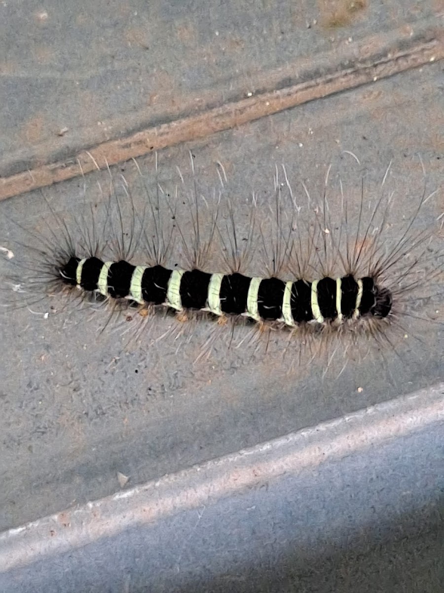 Owlet Moth Larva