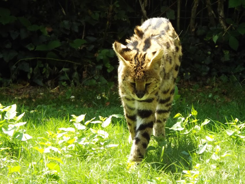 Serval, la Boissière du Doré - Tous droits réservés