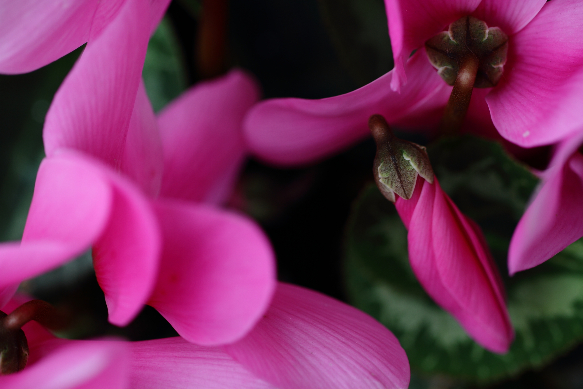 Cyclamen di dada79