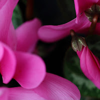 Cyclamen di 