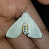 Virginian tiger moth