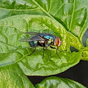 Green House fly