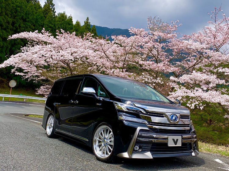 ヴェルファイアのお花見シリーズ・グリーンピア那珂川・桜並木に関するカスタム事例の投稿画像2枚目