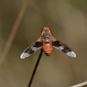 Bee Fly