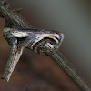 Eyed Paectes moth