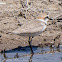 Kentish Plover; Chorlitejo Patinegro