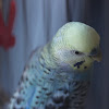 Budgerigar