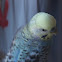 Budgerigar